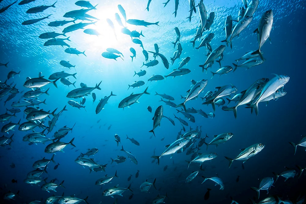 Fisch im Ozean