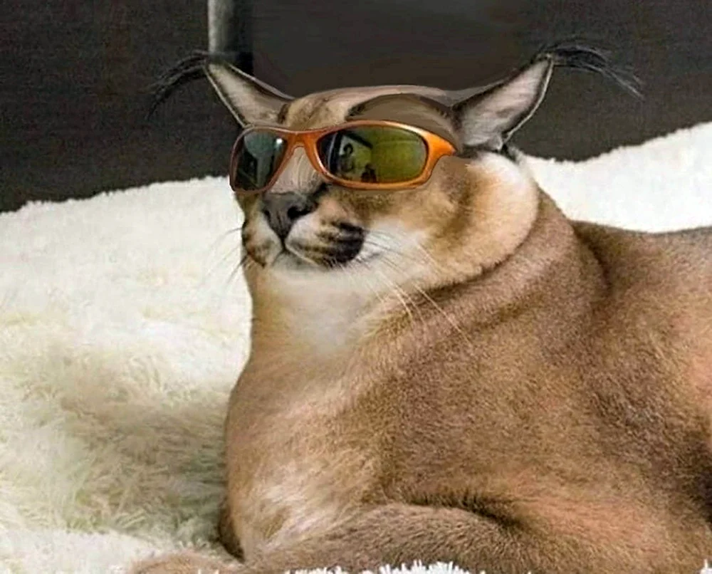 Rynx Karakal Schleppa