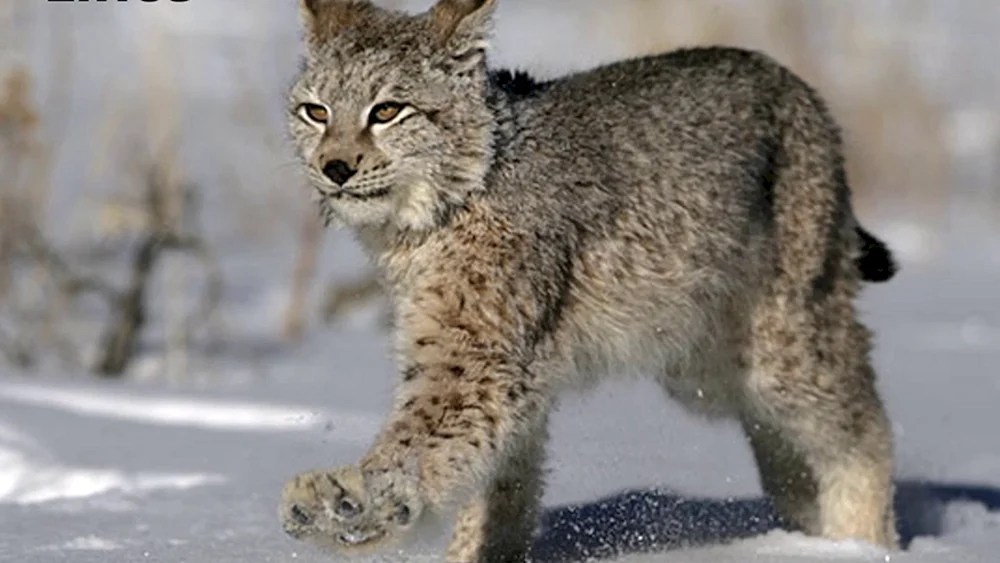 Lynx