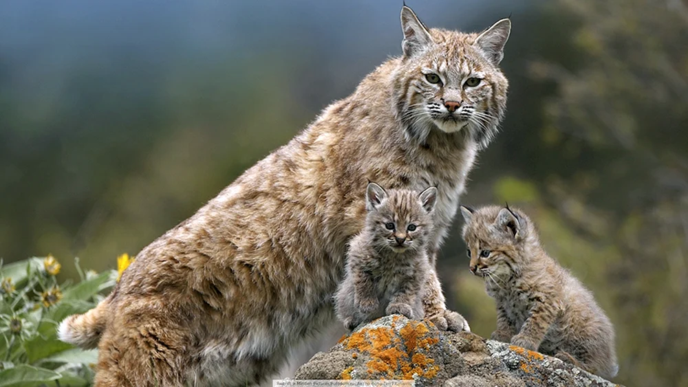 Kaukasische Waldkatze Felis silvestris Caucasica