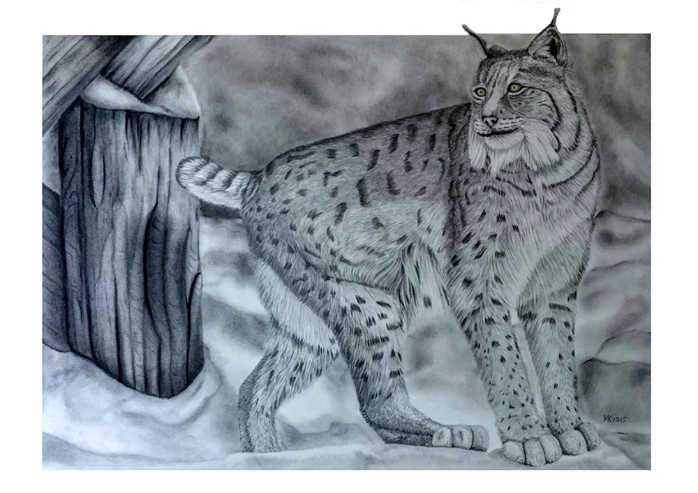 Lynx issiodorensis