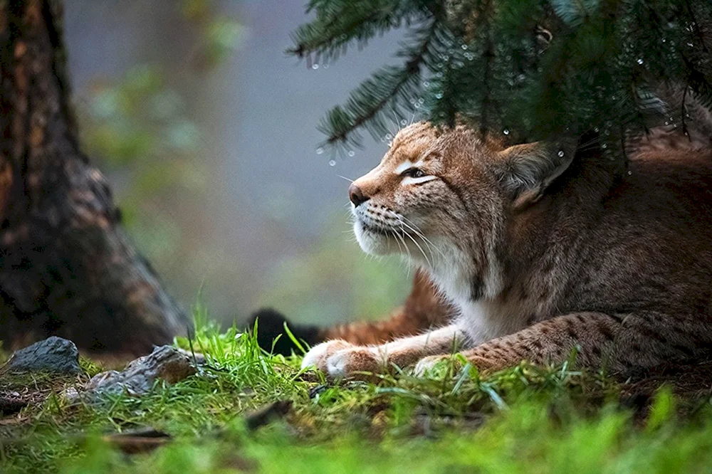 Florida-Puma