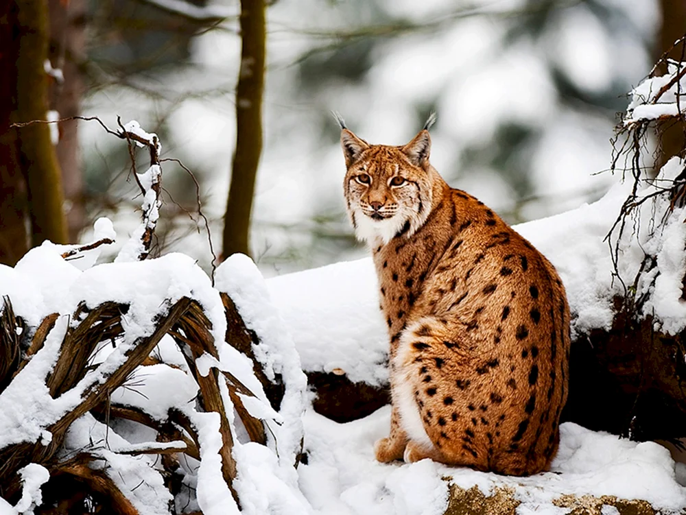 Rynx der Ussurijskaja Taiga