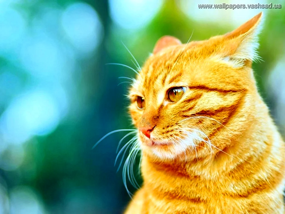 Gelbe Katze