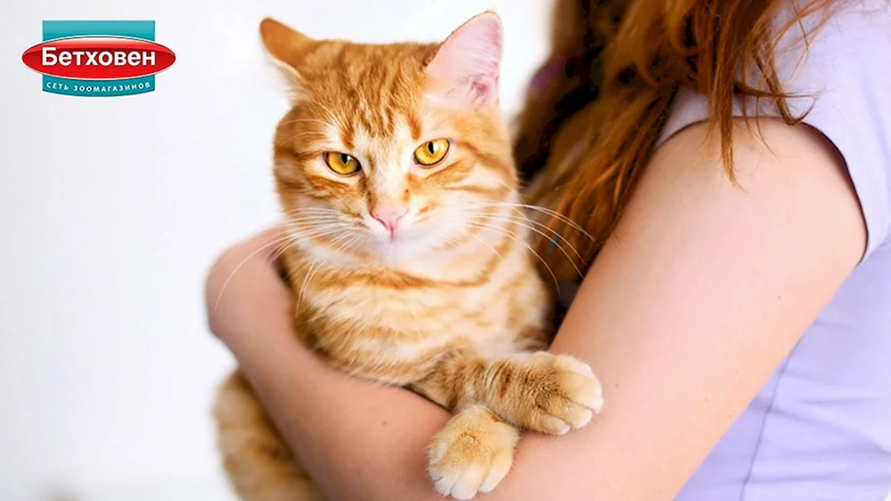 Rote Katze