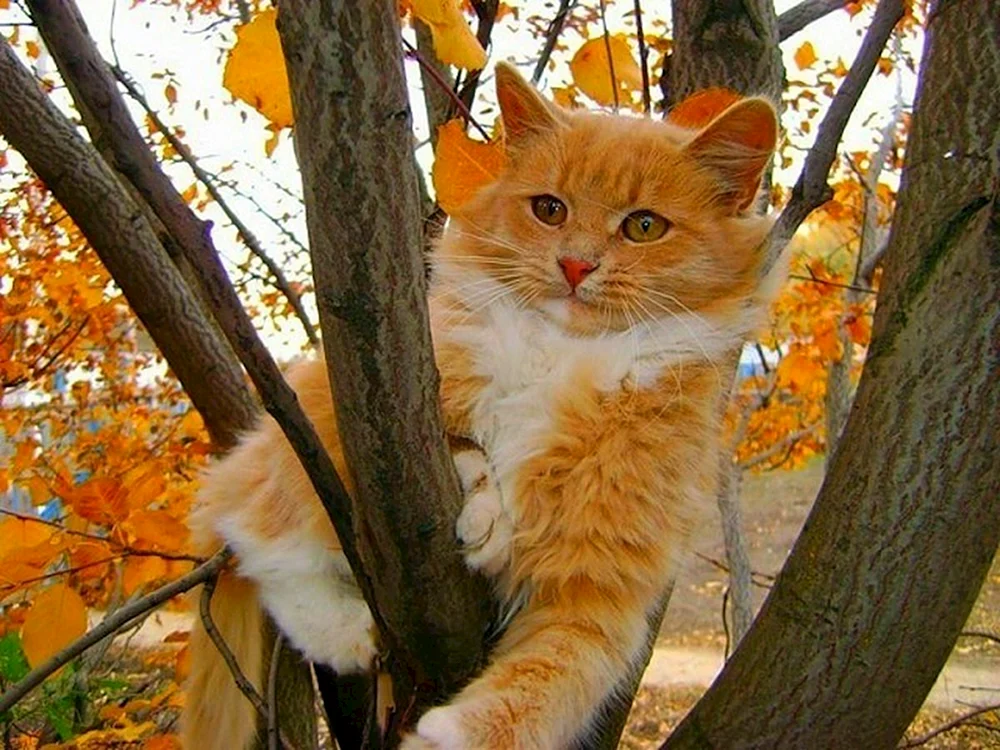 Herbstkatze