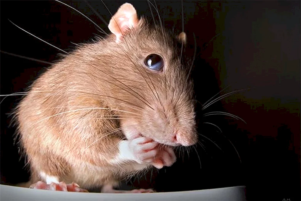 Rote Ratte