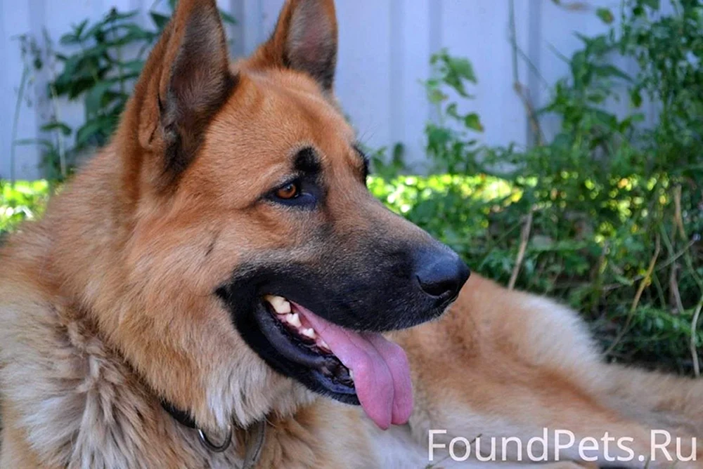 Kanadischer Roter Schäferhund