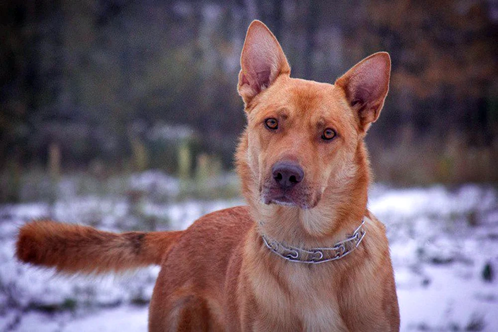 Kanadischer Roter Schäferhund