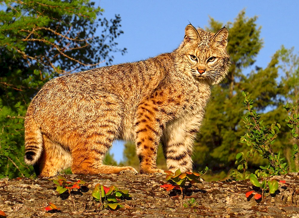 Steppenkatze Manul