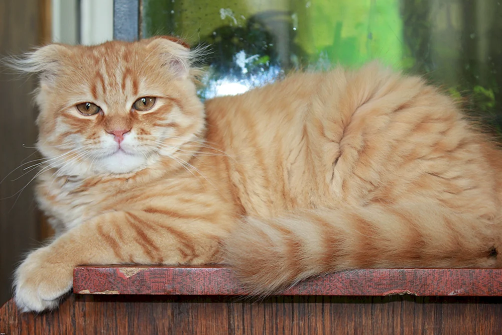 Schottische Lop Katze rot