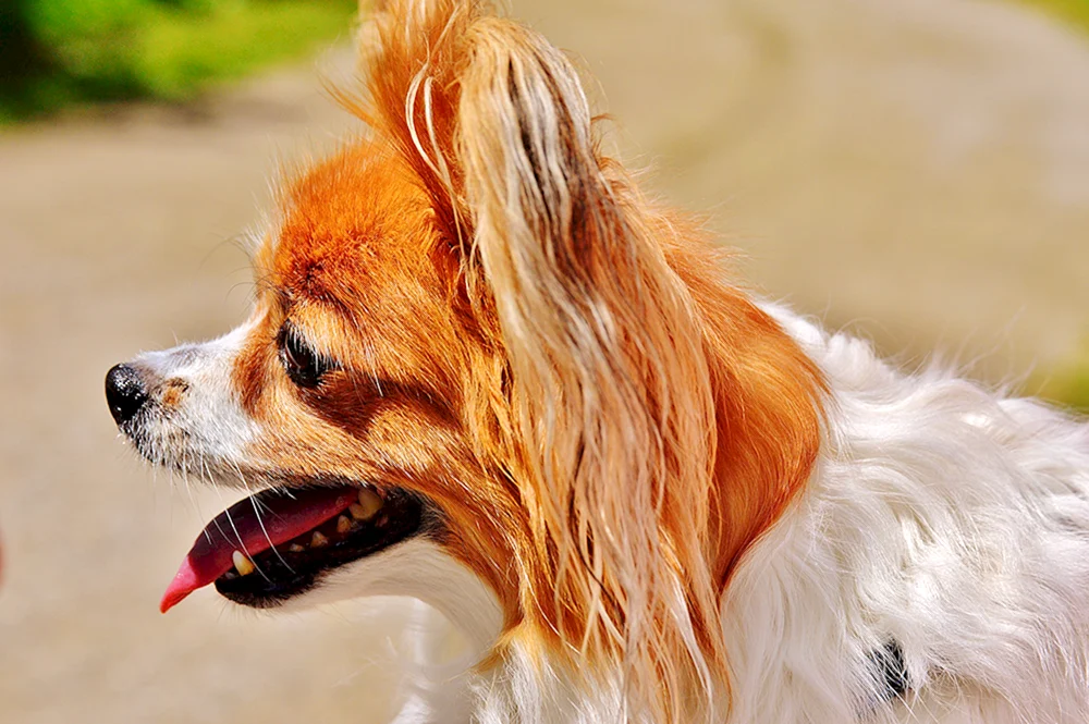 Welsh Corgi