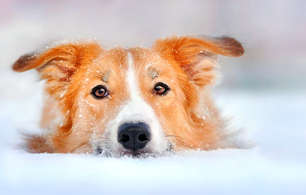 Roter Hund