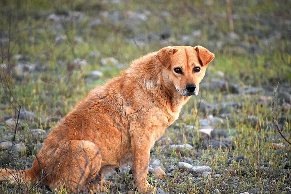 Roter Mischlingshund