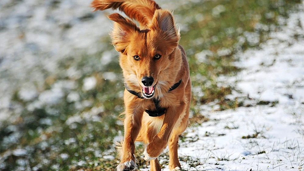Roter Mischlingshund