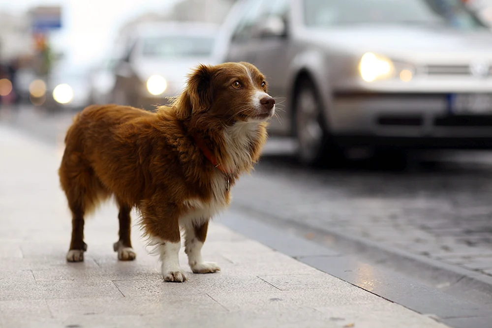 Roter Mischlings-Terrier