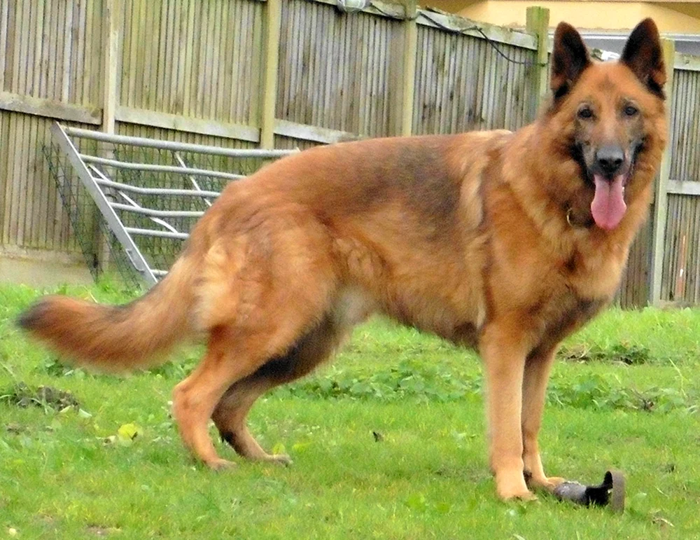 Hund Deutscher Schäferhund