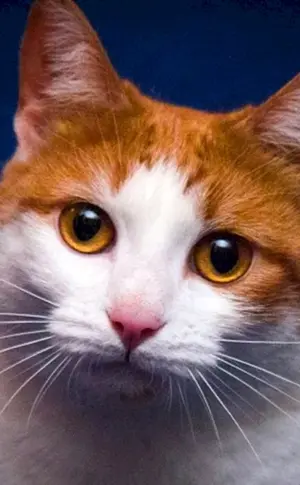 Rot-weiße Katze