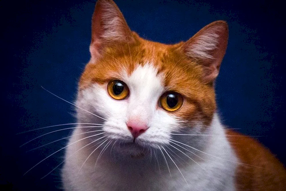 Rot-weiß Katze