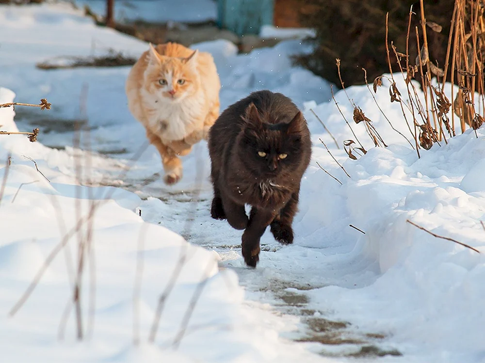 Rot und schwarze Katzen