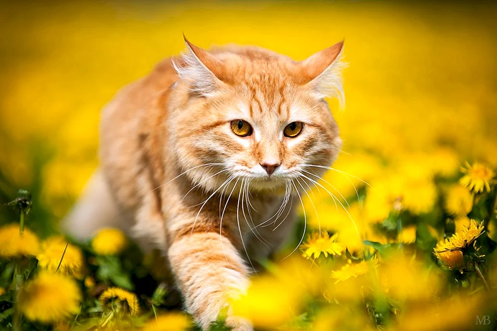 Rote Katze
