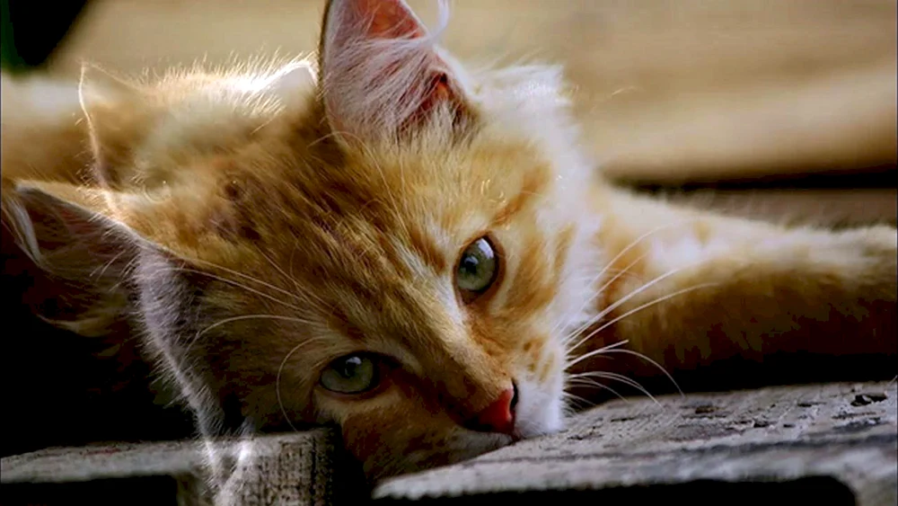 Katze gelangweilt