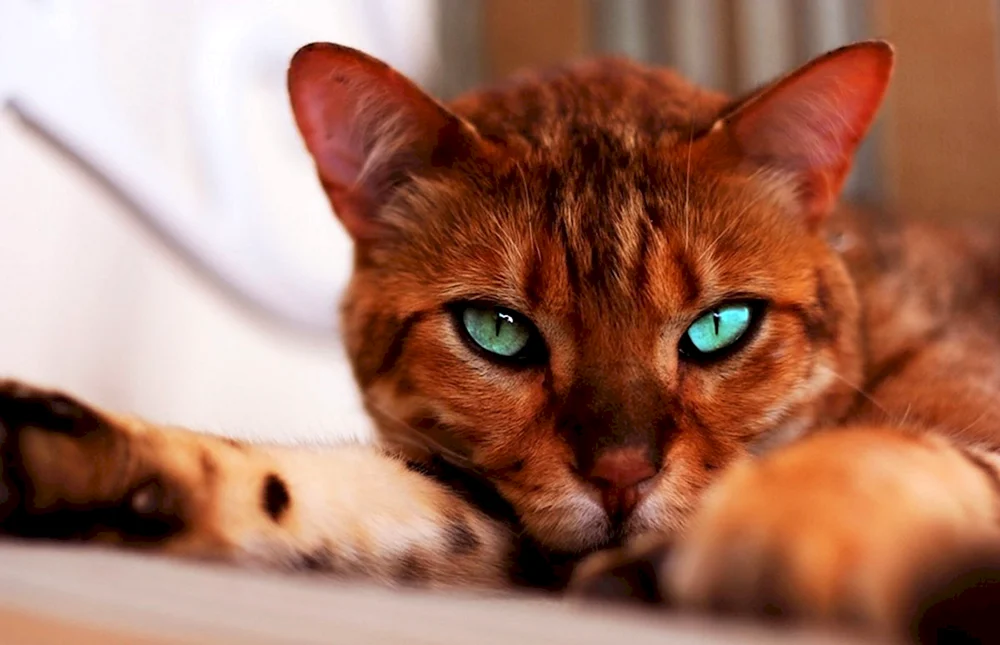 Karakal-Katze