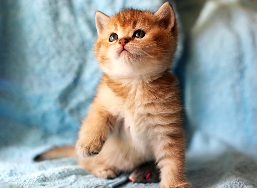 Red British kitten