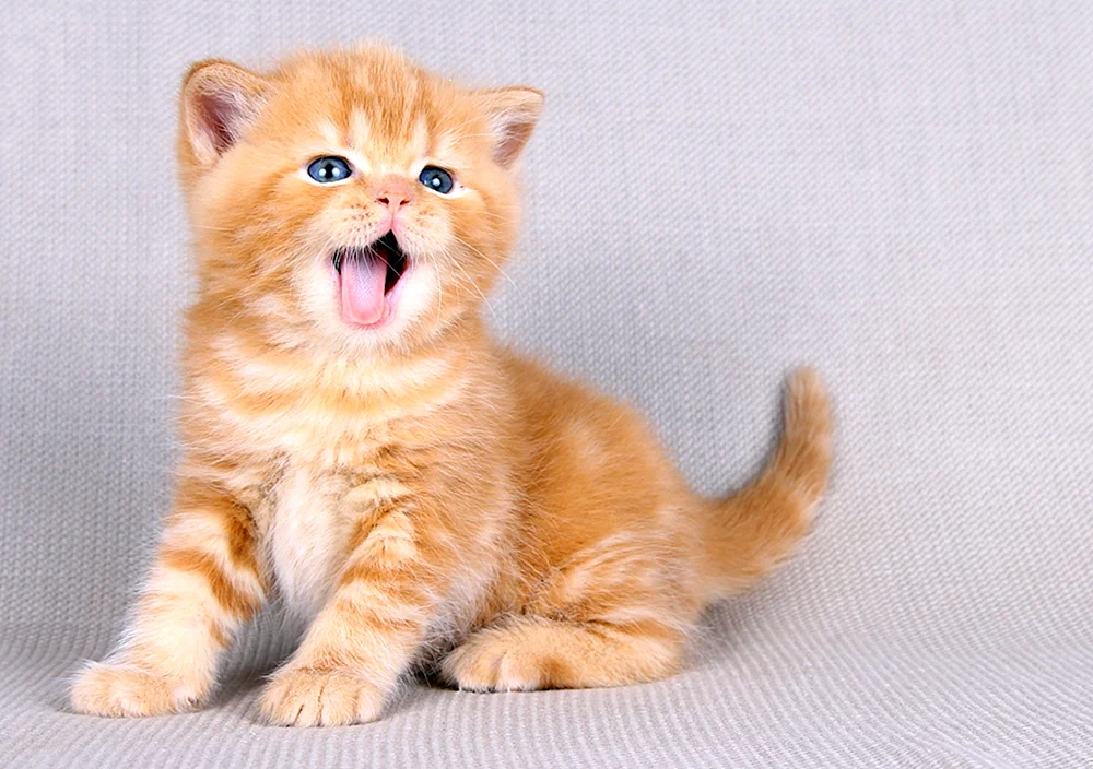 Red British kitten Kätzchen