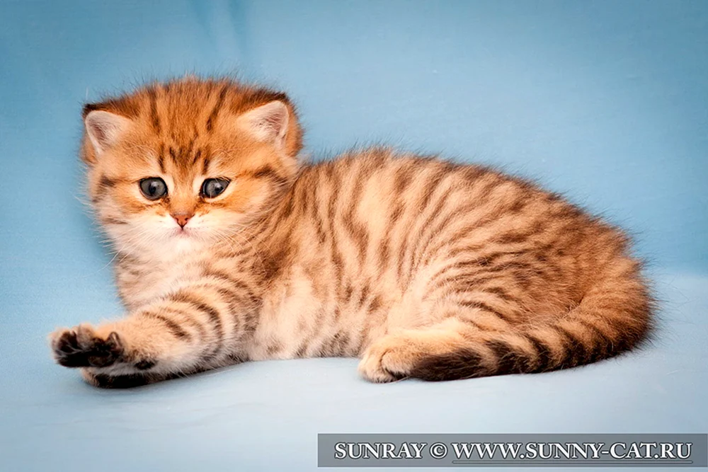 Rot Britisch Kurzhaar Katze rot