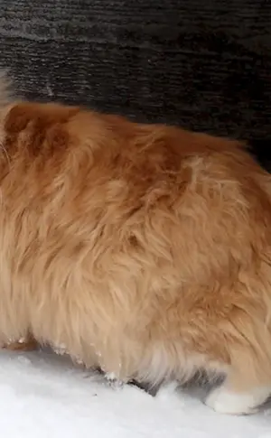 Sibirische Katze rot langhaarig