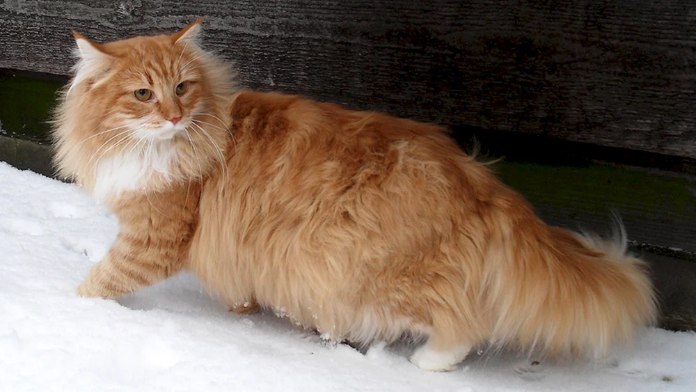 Sibirische Katze rot langhaarig