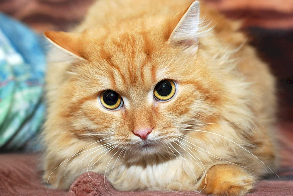 Sibirische Katze rot langhaarig