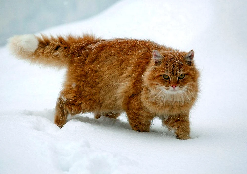 Sibirische Maine Coon rothaarig