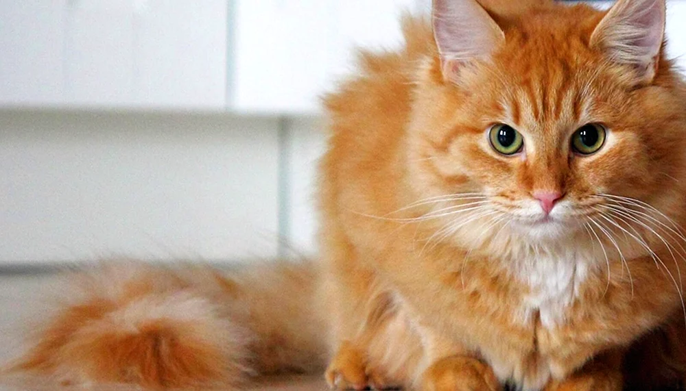 Maine Coon ingwer