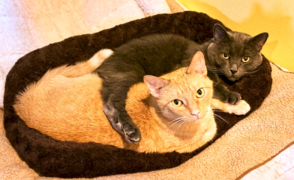 Rote und schwarze Katzen