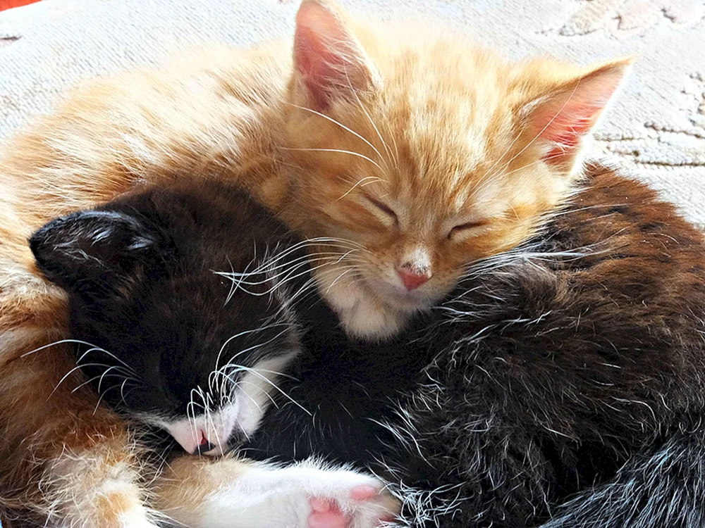 Rote und schwarze Katzen
