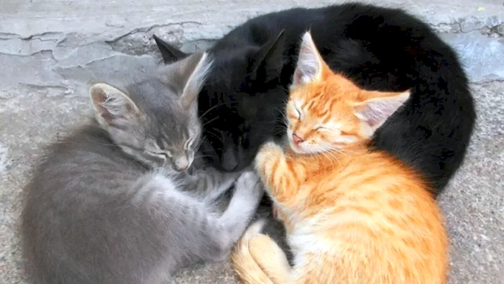 Rote und schwarze Katzen
