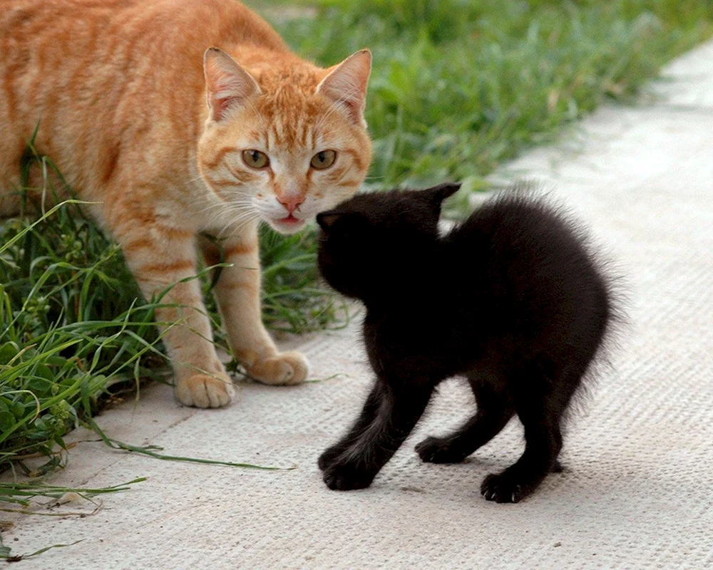 Rote und schwarze Katzen