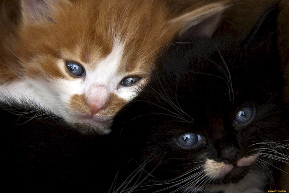 Rot und schwarze Katzen