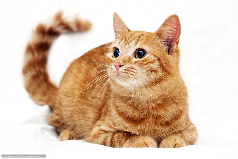 Rote Katze