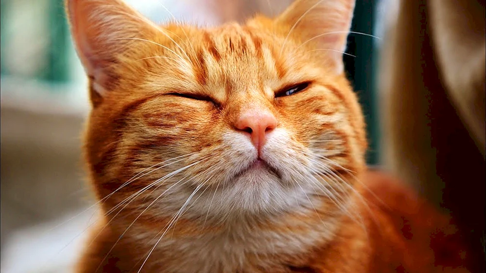 Britische Kurzhaarkatze