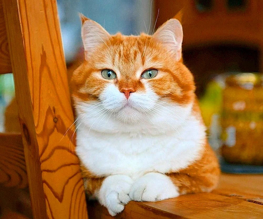 Katze lächelnd