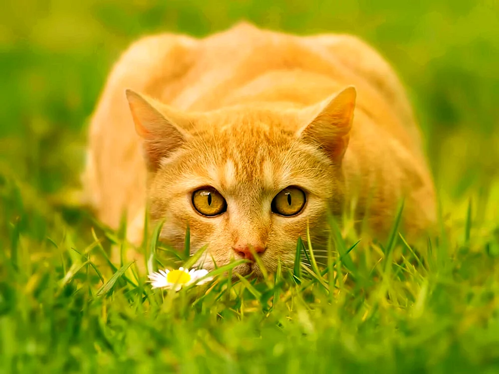 Gelbe Katze