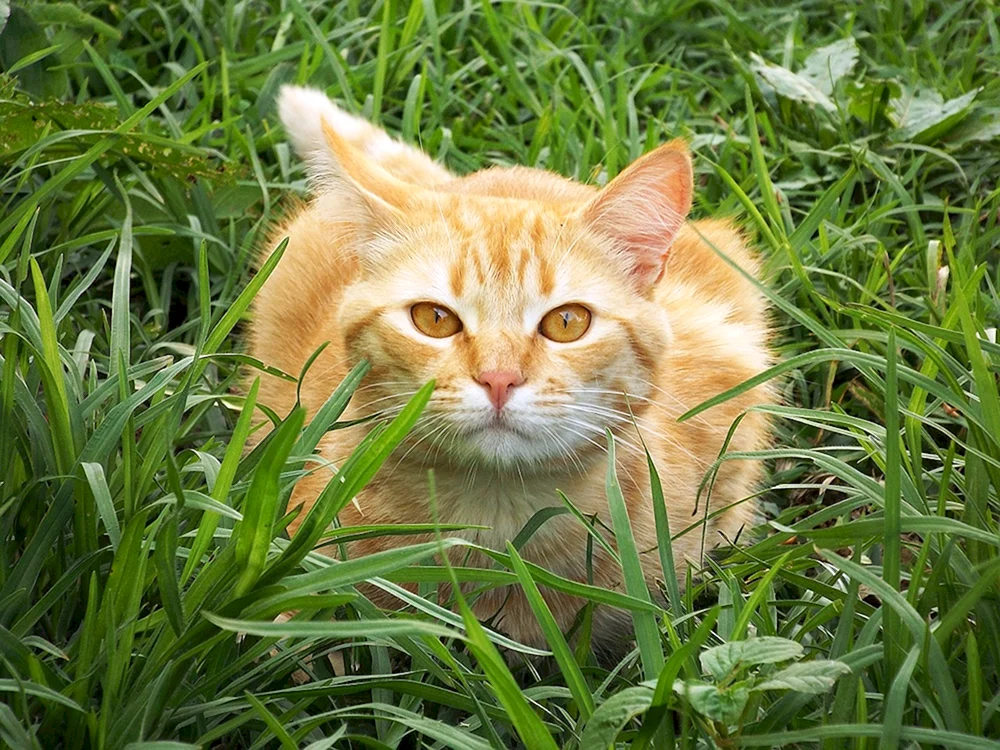 Rote Katze