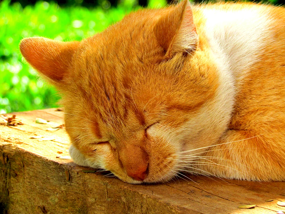 Gelbe Katze