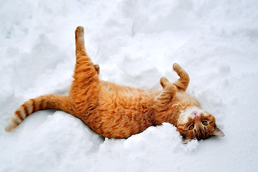 Rote Katze