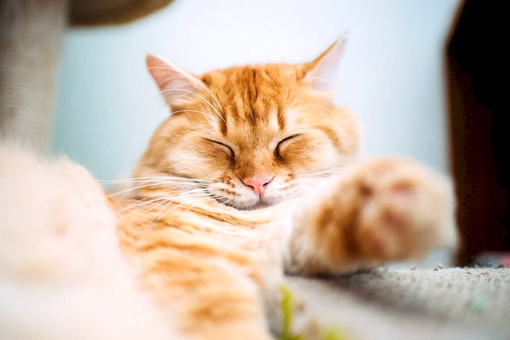 Rote Katze
