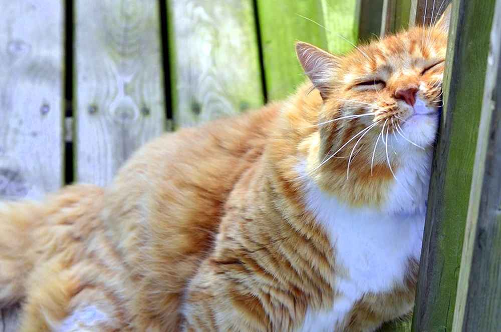 Rote Katze
