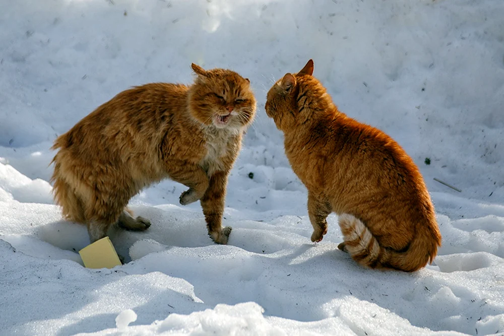 Katzen kämpfende